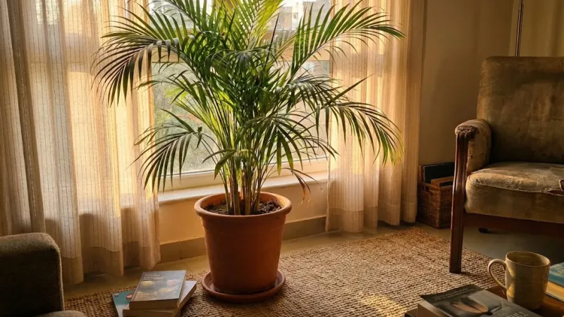 거실 구석 대형 아레카야자 화분과 평화롭게 잠든 고양이 플랜테리어
