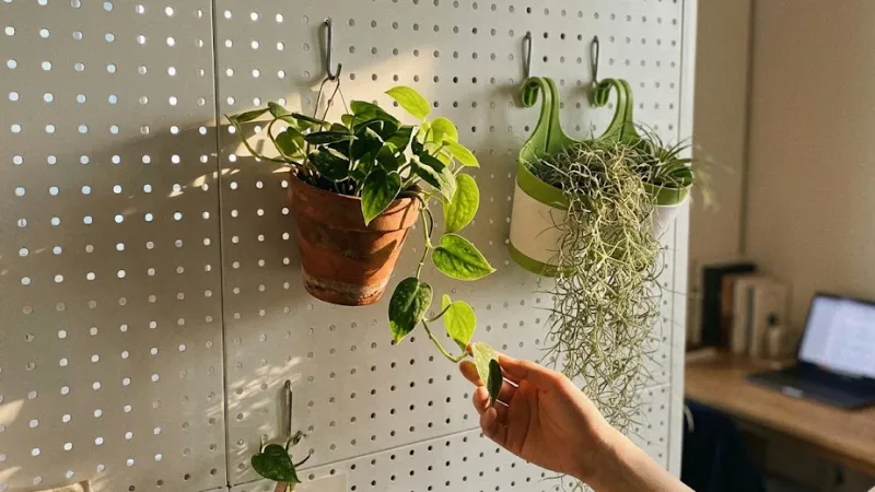 타공판 공기정화 식물 행잉 플랜테리어