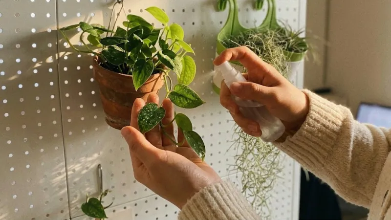 타공판 식물 분무기로 물 주기 관리